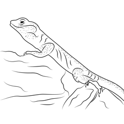 Creepy Collared Lizard Free Coloring Page for Kids