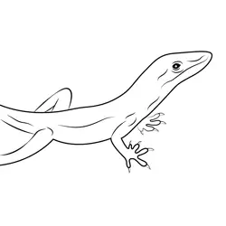 Green And White Lizard Free Coloring Page for Kids