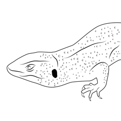 Green Sand Lizard Free Coloring Page for Kids