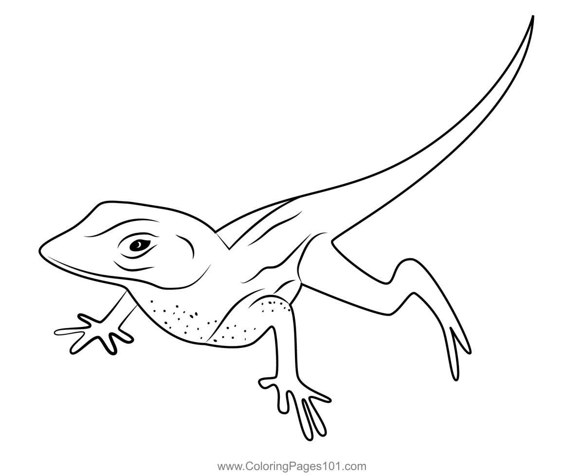 lizards coloring pages
