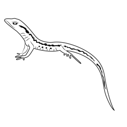 Lizard On Hand Free Coloring Page for Kids