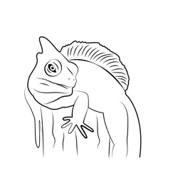 Lizard Free Coloring Page for Kids