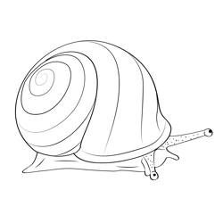 Banded Garden Snail Free Coloring Page for Kids