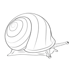 Banded Garden Snail Free Coloring Page for Kids