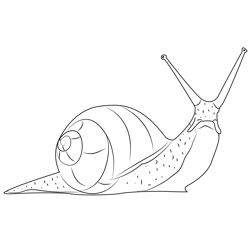 Kahuli Tree Snail Free Coloring Page for Kids