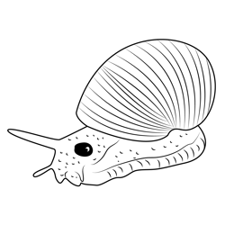 Snail On The Ground Free Coloring Page for Kids