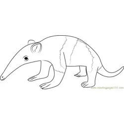 Baby Anteater Free Coloring Page for Kids