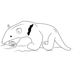 Baby Tamandua Anteater Free Coloring Page for Kids