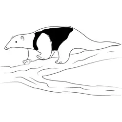 Black Anteater Free Coloring Page for Kids