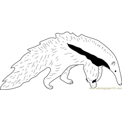 Young Giant Anteater White Black Free Coloring Page for Kids