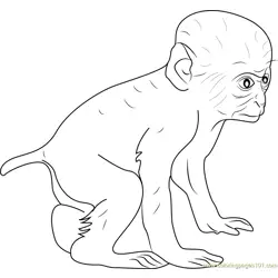 Baby Baboon Free Coloring Page for Kids