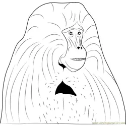 Bleeding-heart Baboon Free Coloring Page for Kids