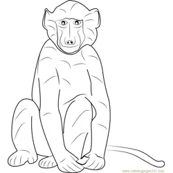 Cape Baboon Free Coloring Page for Kids