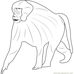 Guinea Baboon Free Coloring Page for Kids