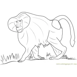 Hamadryas Baboon Free Coloring Page for Kids