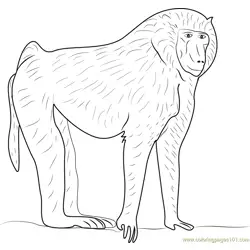 Olive Baboon Free Coloring Page for Kids