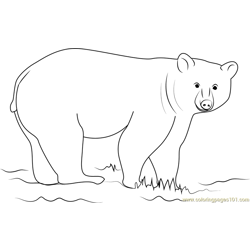Black Bear Looking at You Free Coloring Page for Kids
