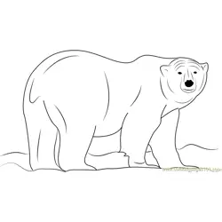 Ursus maritimus Free Coloring Page for Kids