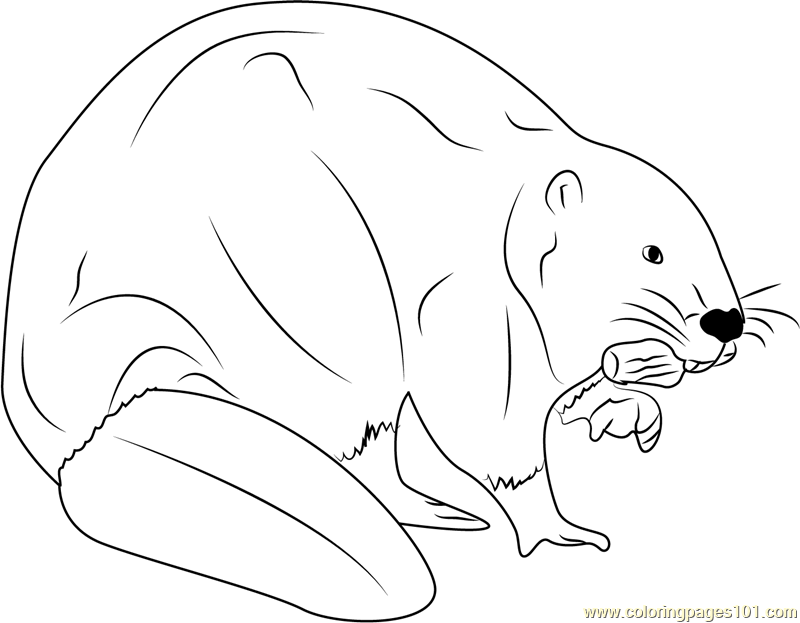 European Beaver Eating