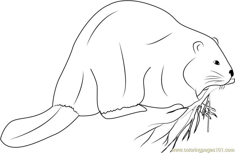 Giant Beaver Coloring Page For Kids Free Beaver Printable Coloring Pages Online For Kids Coloringpages101 Com Coloring Pages For Kids