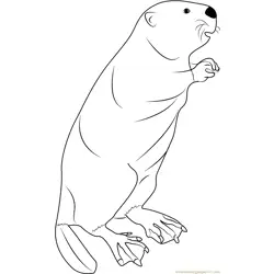 Beaver Standing Free Coloring Page for Kids