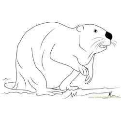 Black Beaver Free Coloring Page for Kids