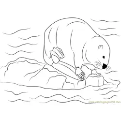 Castor canadensis Free Coloring Page for Kids
