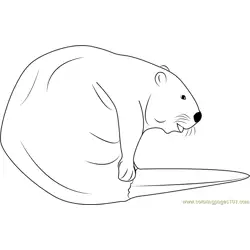 Cute Beaver Free Coloring Page for Kids