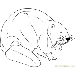 European Beaver Eating Free Coloring Page for Kids