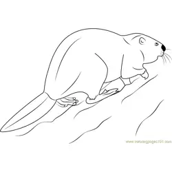 European Beaver Free Coloring Page for Kids