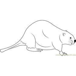 Wobbly Beaver Free Coloring Page for Kids