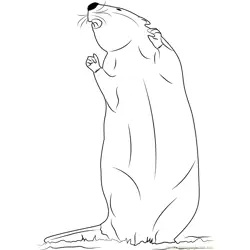 Young Beaver Free Coloring Page for Kids