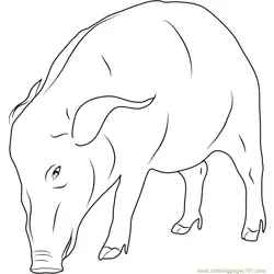 African Boar Free Coloring Page for Kids