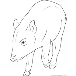 Boar Puppy Free Coloring Page for Kids