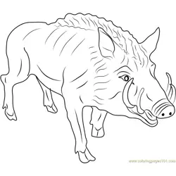 Eurasian Wild Pig Free Coloring Page for Kids