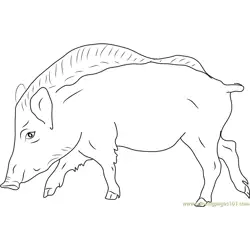 European Wild Boar Free Coloring Page for Kids