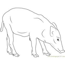 Indian Boar Free Coloring Page for Kids