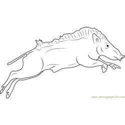 Indian Wild Boar Jumping Free Coloring Page for Kids