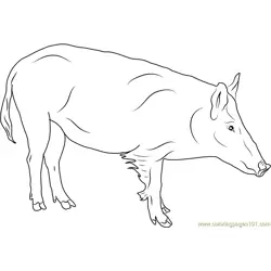 Russian Boar Free Coloring Page for Kids