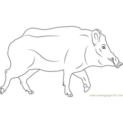 Sus scrofa Free Coloring Page for Kids
