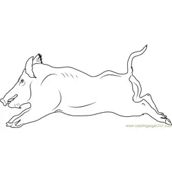Wild Boar Running Free Coloring Page for Kids