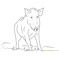 Wild Boar Free Coloring Page for Kids