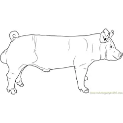 York Boar Free Coloring Page for Kids