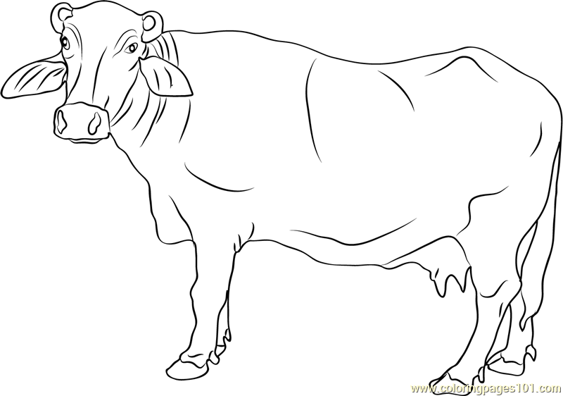 Banni Buffalo Coloring Page for Kids - Free Buffalo Printable Coloring ...