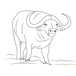 African Buffalo Free Coloring Page for Kids
