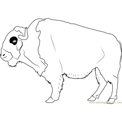American Buffalo Free Coloring Page for Kids