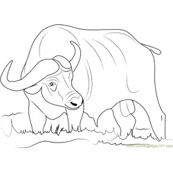 Asiatic Buffalo Free Coloring Page for Kids