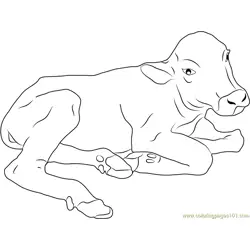 Baby Buffalo Free Coloring Page for Kids
