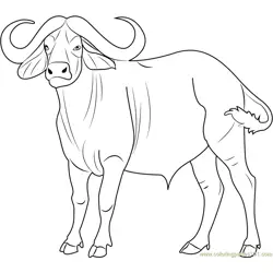 Cape Buffalo Free Coloring Page for Kids