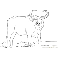Domestic Asian Water Buffalo Free Coloring Page for Kids